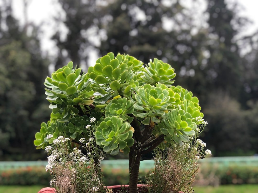 Photo plant in september California