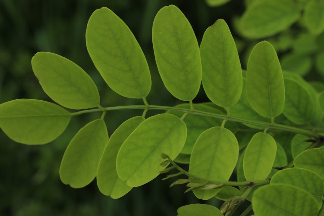 Photo plant curry leaves