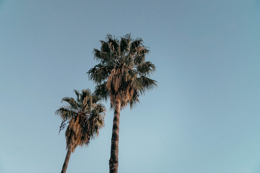 Photo loquat California