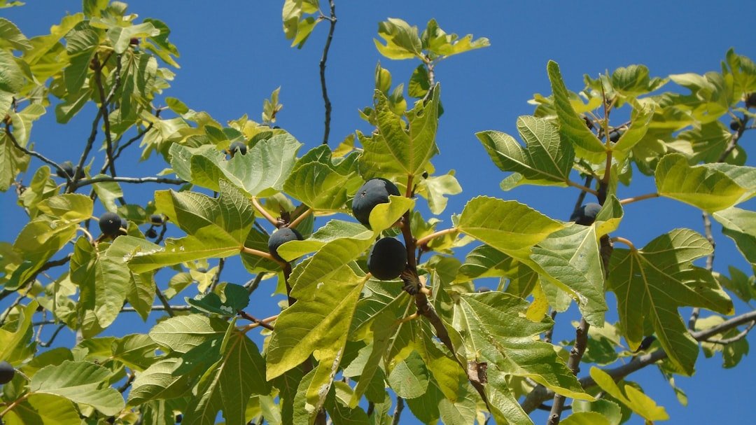 Photo loquat fruit tree
