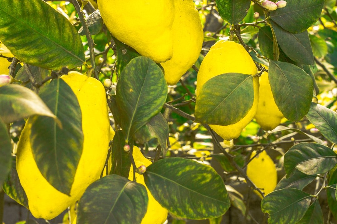 Photo mango tree container