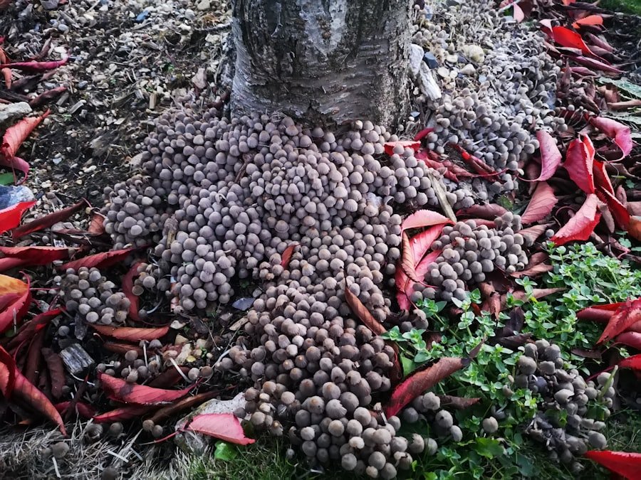 Photo potting soil mango tree