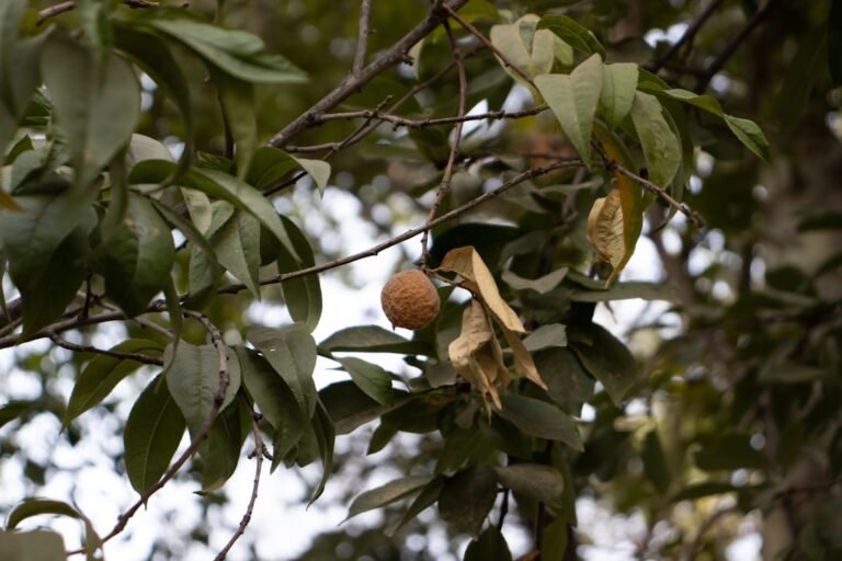 Photo mango tree harvest