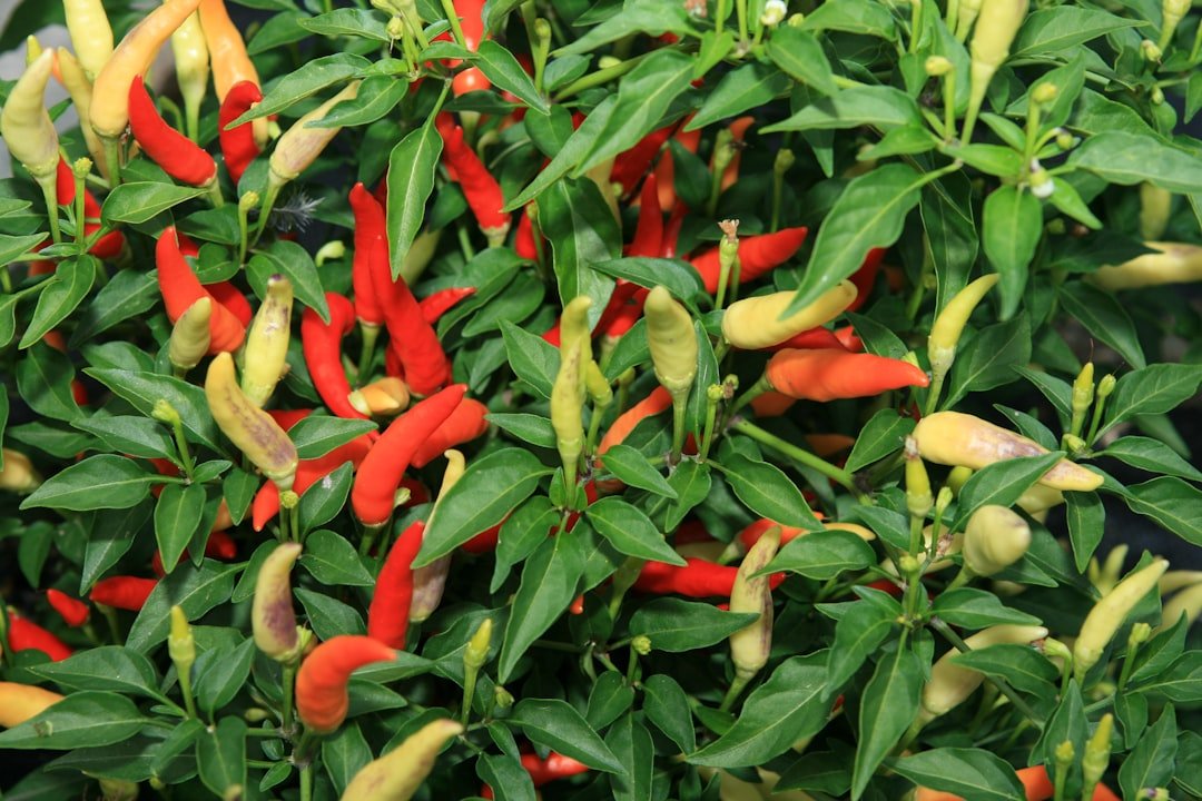 Photo pepper plants calcium