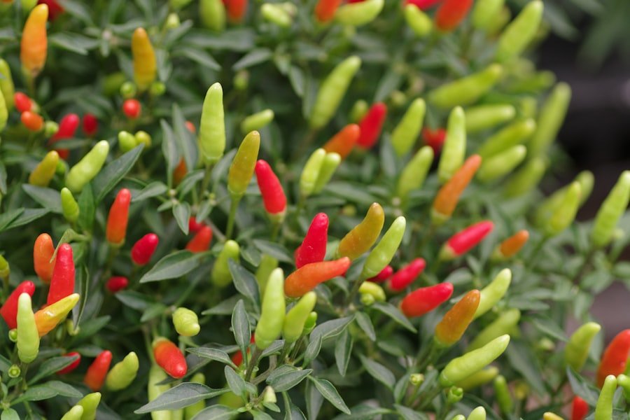 Photo pepper plants calcium