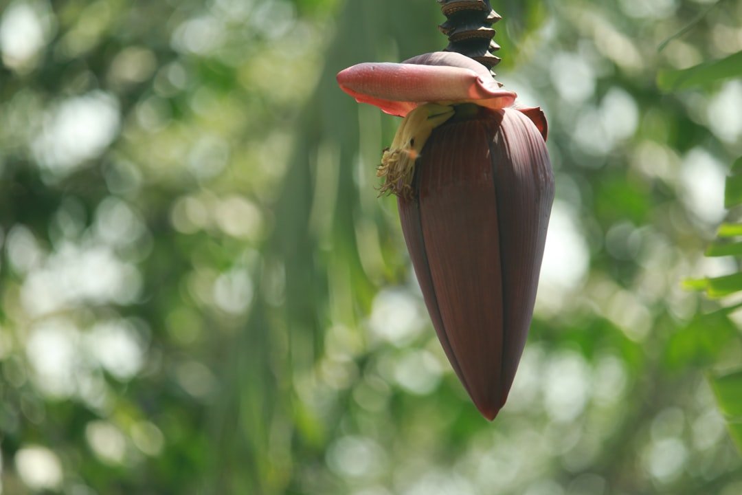 Photo peanut plant