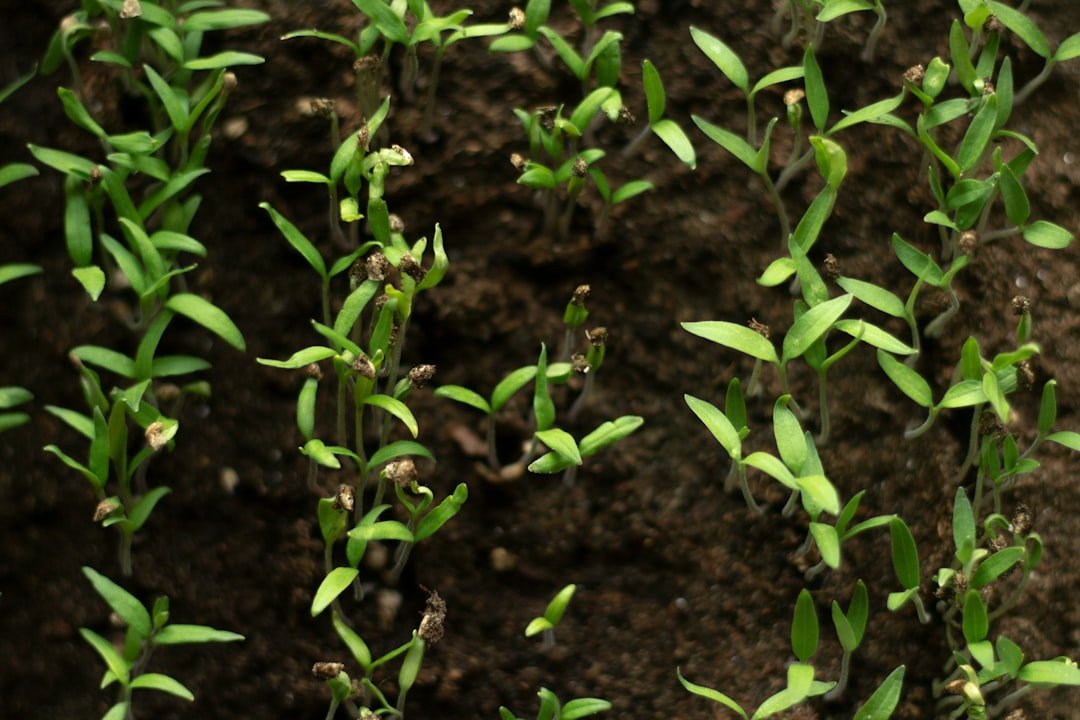 Photo crossandra seedlings