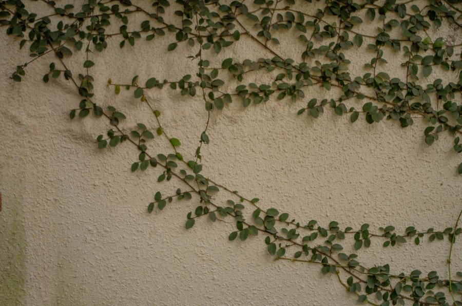Photo crossandra seedlings