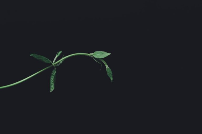 Photo murraya koenigii plant