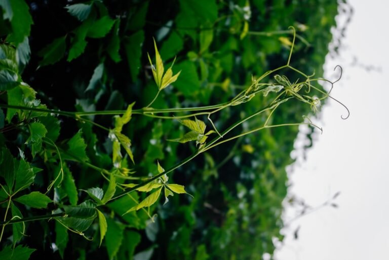 Photo soybean plant