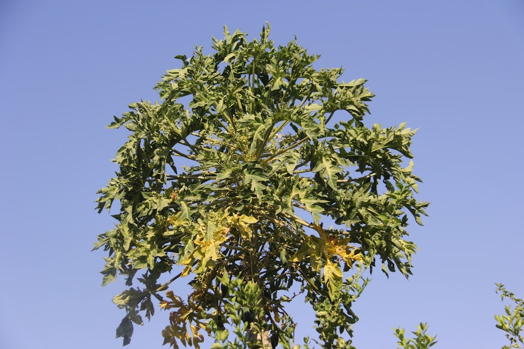 Photo fertilizer for loquat tree