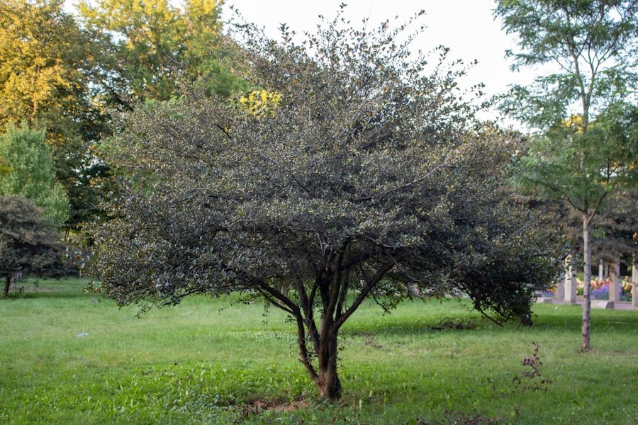 Photo fertilizer for loquat tree
