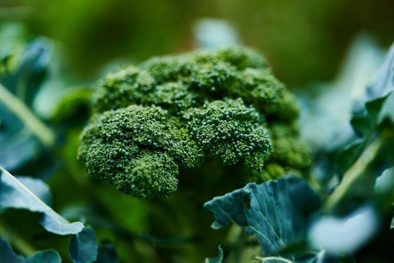 Photo broccoli