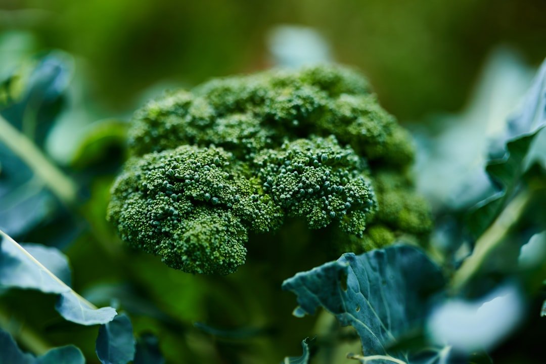 Photo broccoli