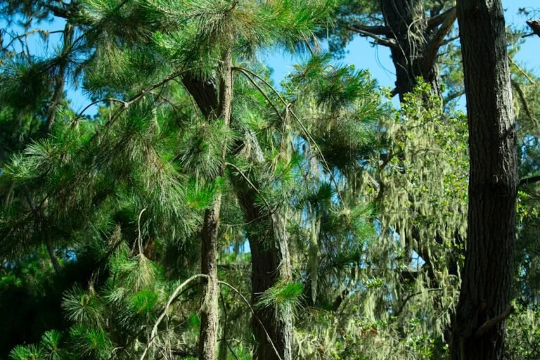 Photo loquat tree Florida