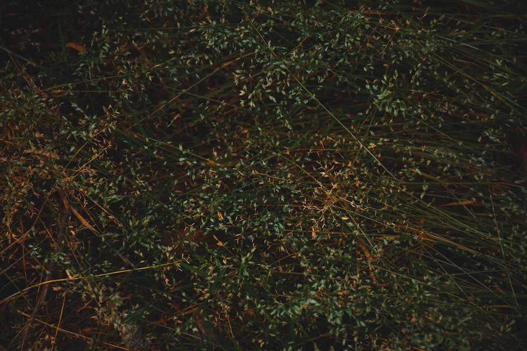 Photo loquat sapling