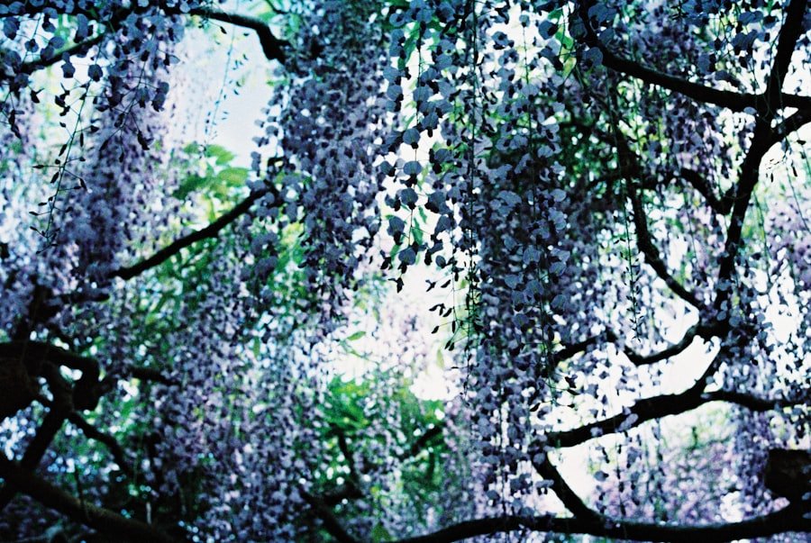 Photo loquat tree Florida