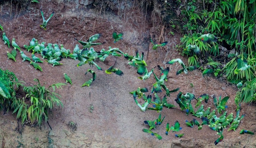 Photo loquat sapling