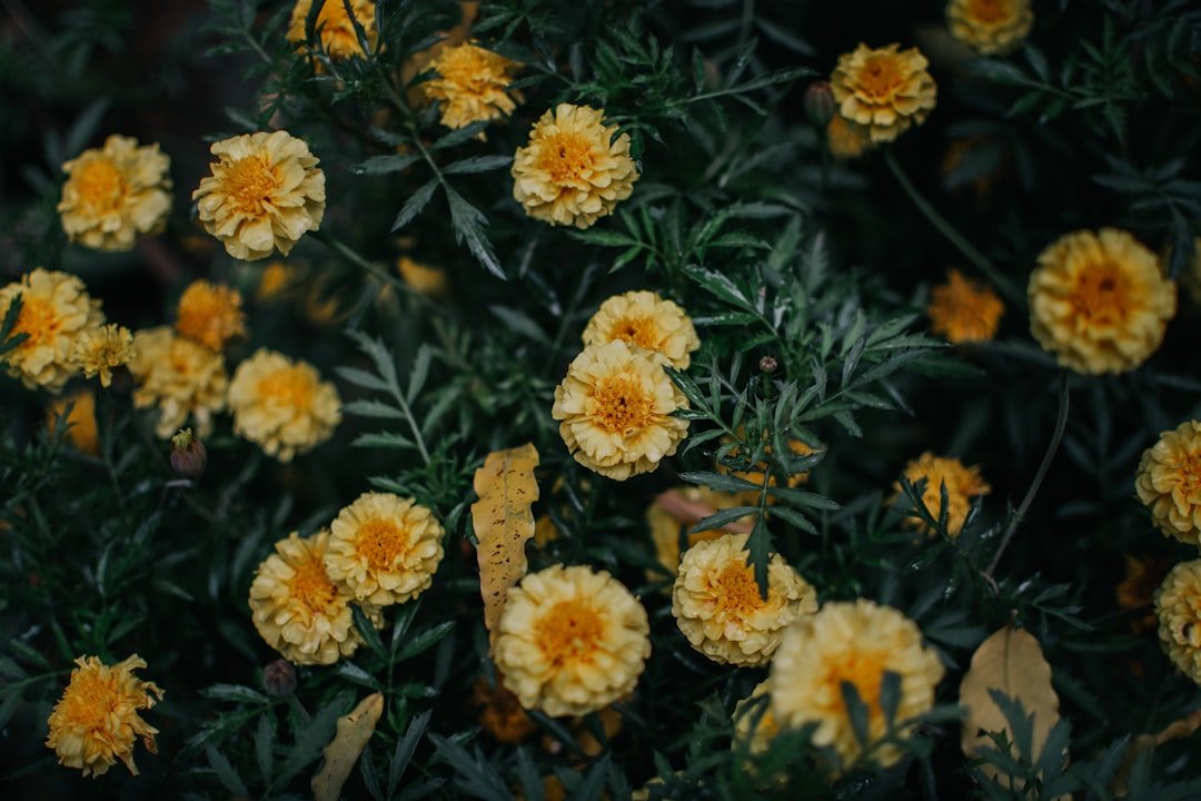 Photo divide chrysanthemums