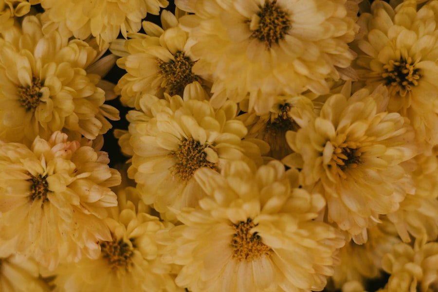 Photo divide chrysanthemums