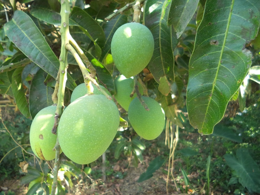 Photo mango tree potting soil
