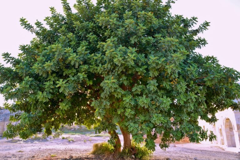 Photo loquat tree