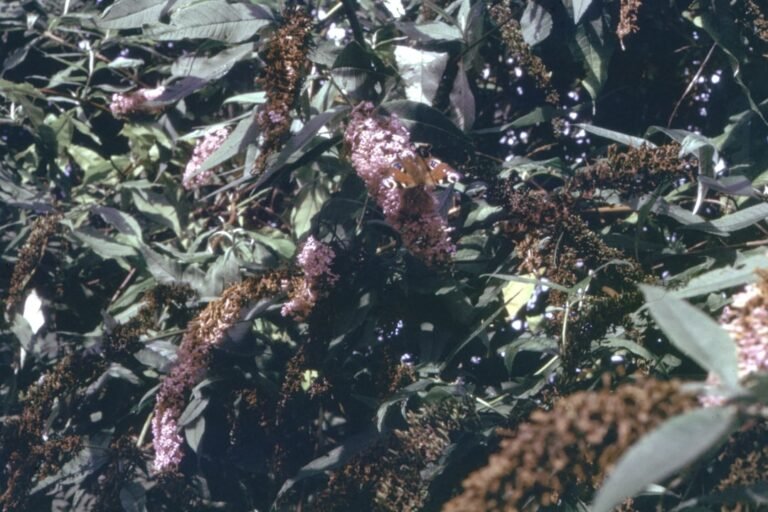 Photo plant in april California