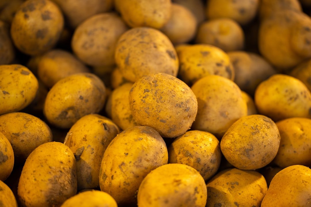 Photo potato growing barrel