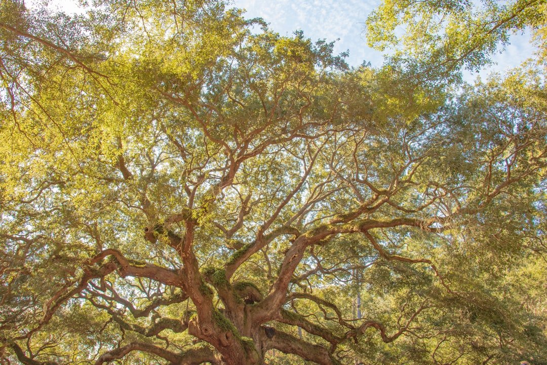 Photo loquat tree houston