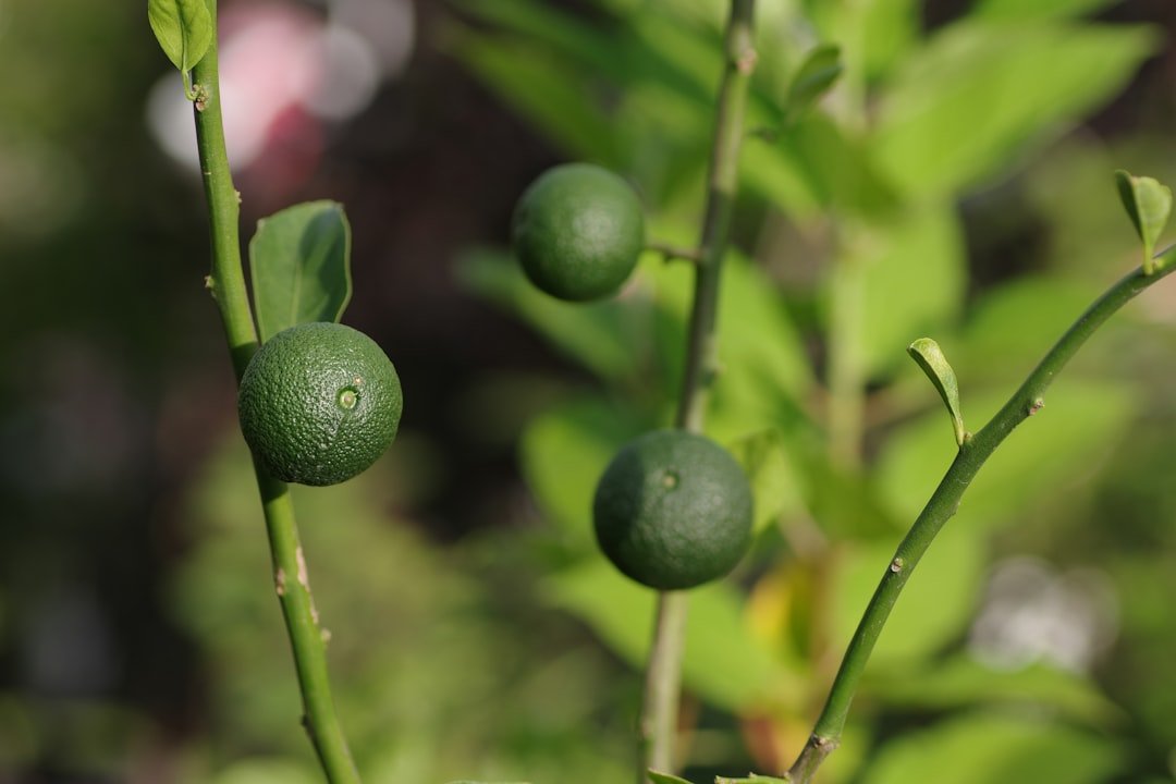 Photo cucumber seeds