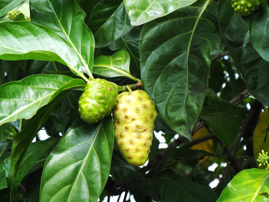 Photo loquat fruit