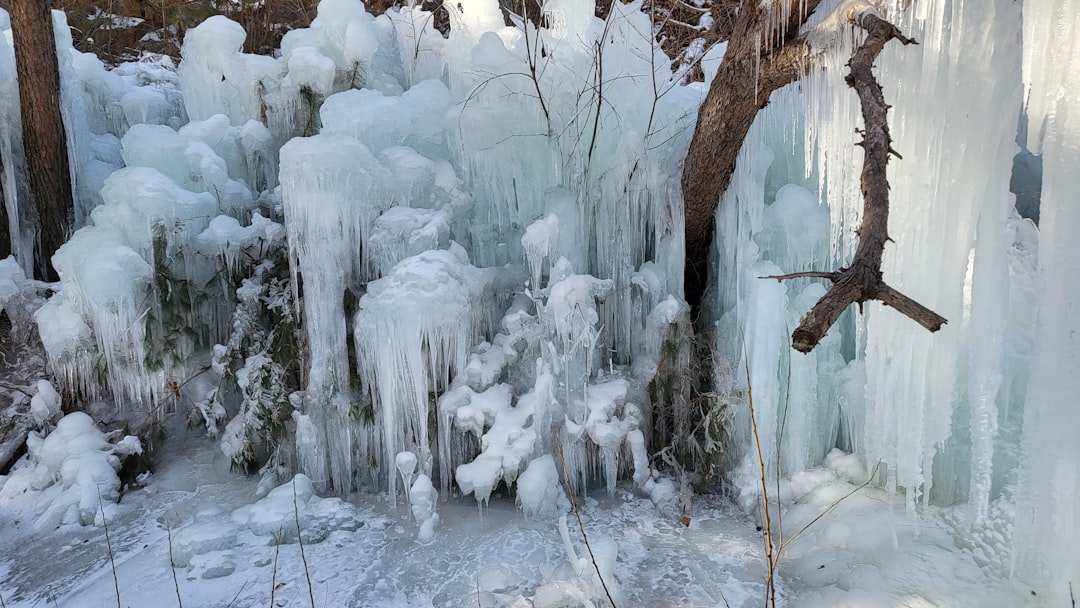 Photo loquat cold hardiness