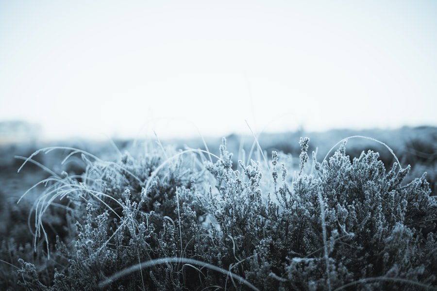 Assorted named loquat cultivars labeled for relative cold tolerance