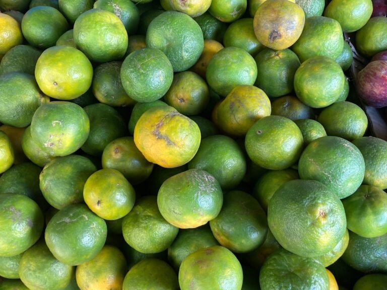 Photo potting mix mango tree