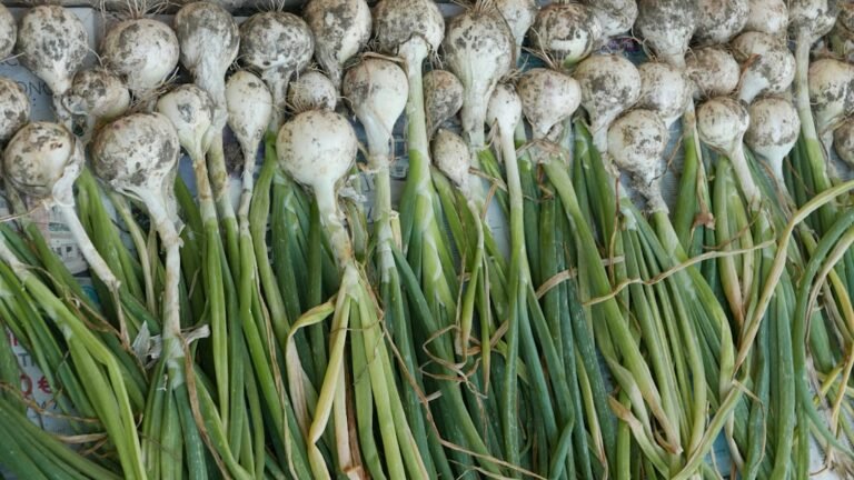 Photo garlic curing