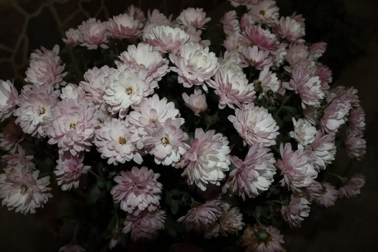 Photo chrysanthemums bloom