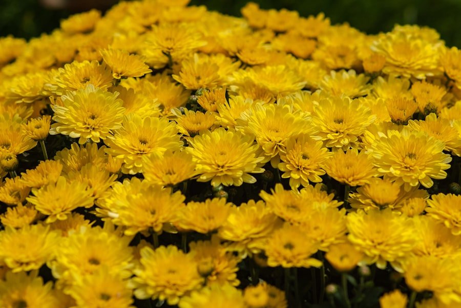 Photo chrysanthemums bloom