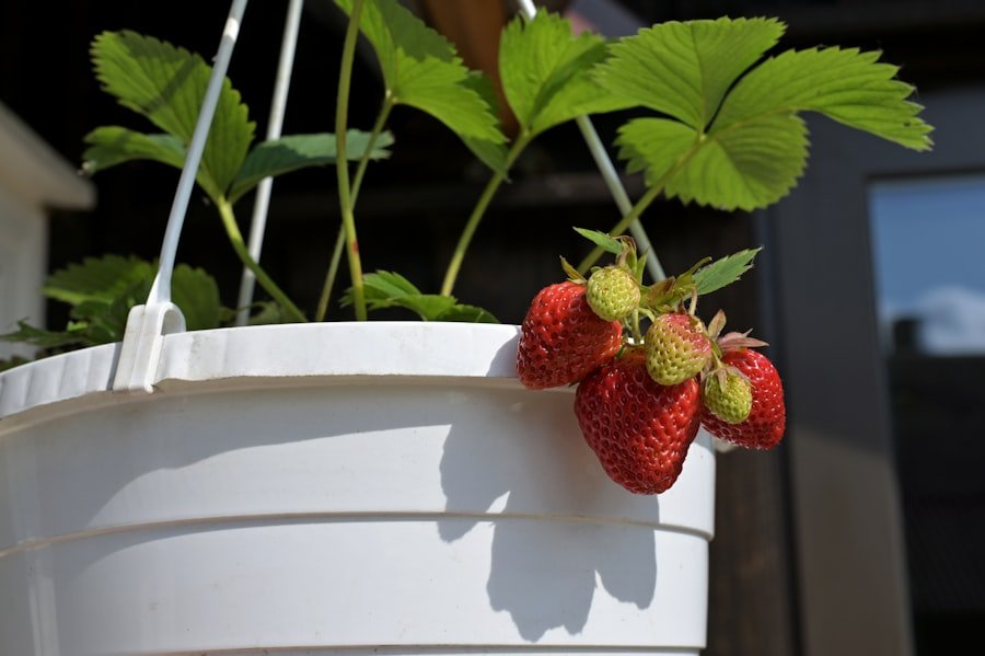 Photo strawberry growing bags