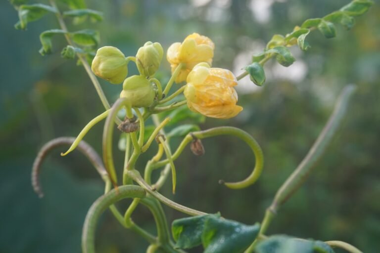 Photo golden berry plant