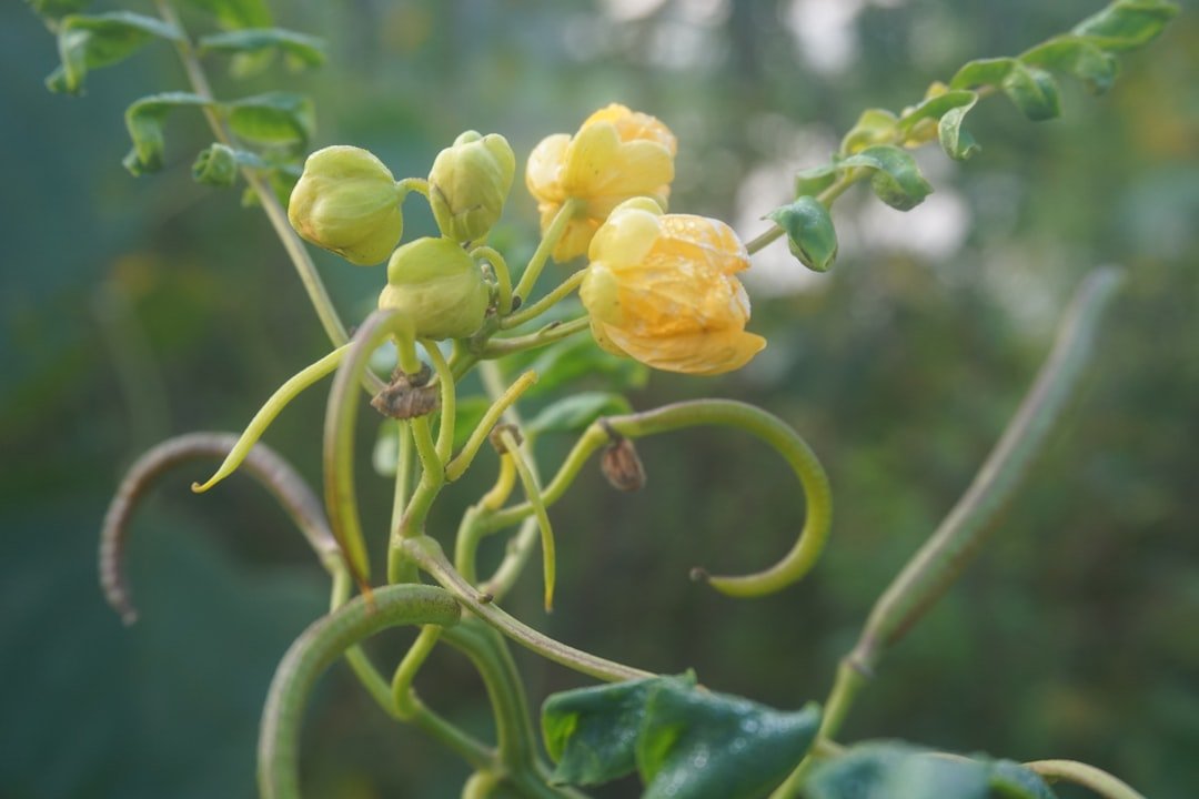 Photo golden berry plant