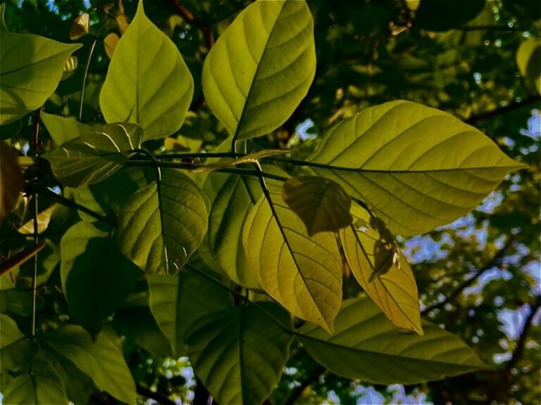Photo buy curry leaf tree