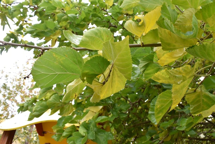 Photo buy curry leaf tree