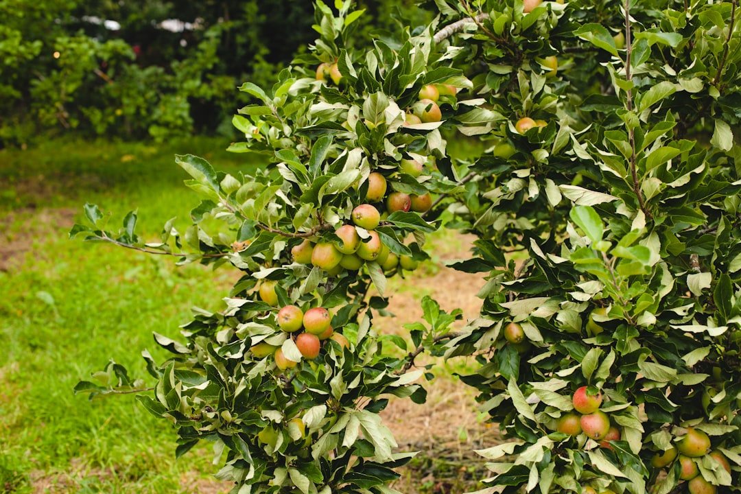 Photo mango tree
