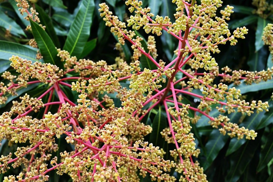 Close-up of a mango tree branch inspected for pests and disease