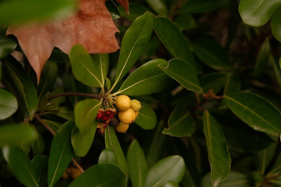 Photo golden berry plant