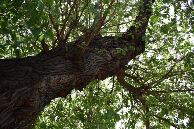 Photo cheremoya tree