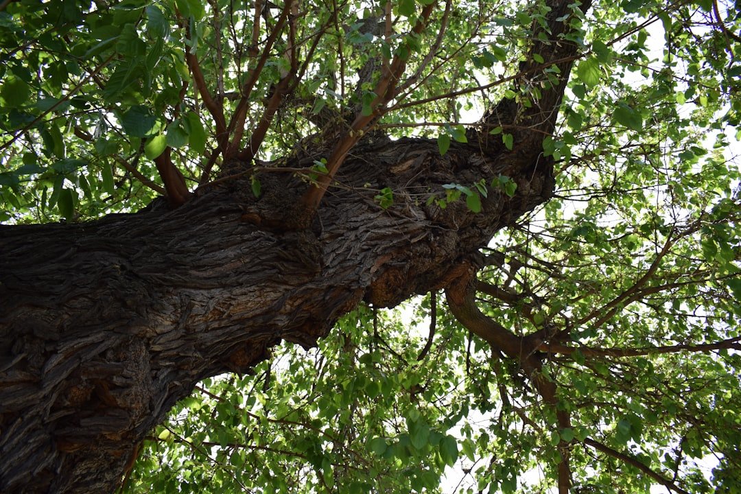 Photo cheremoya tree