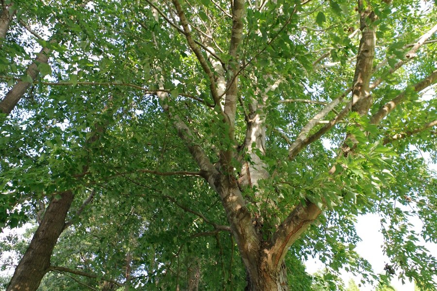 Photo cheremoya tree