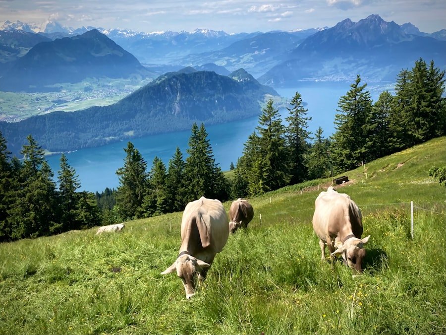 vegetarian food Switzerland