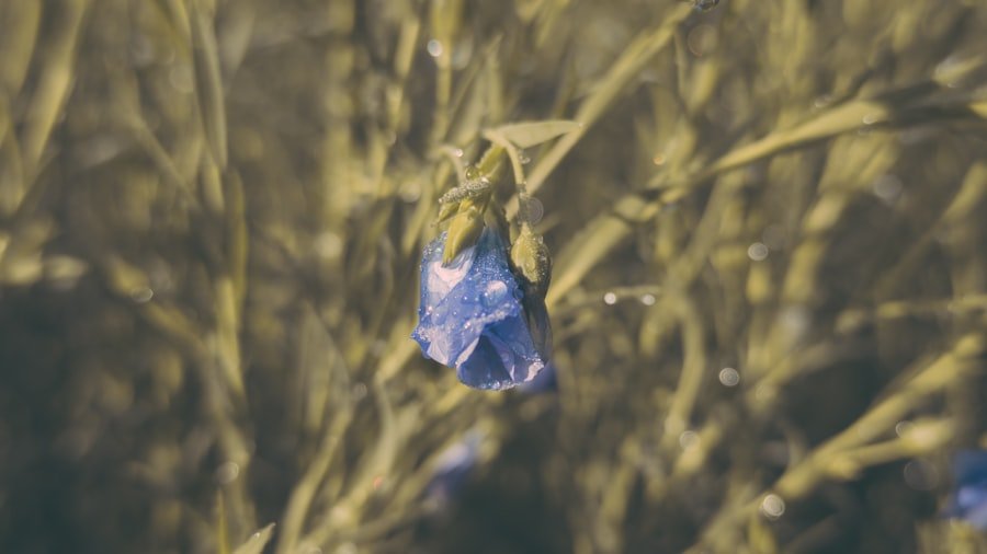 hidden gems Arnavutkoy